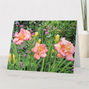 Tarjeta Lavender Doble Dayliles Rosa