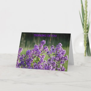 Tarjeta Lavender Phlox, Thinking of You