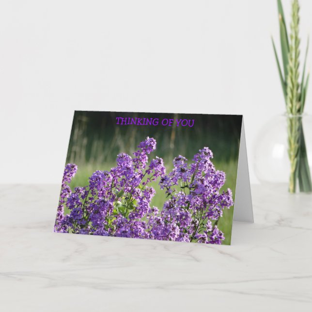 Tarjeta Lavender Phlox, Thinking of You (Anverso)