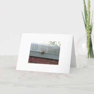 Tarjeta le estoy mirando