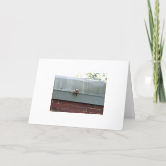 Tarjeta le estoy mirando