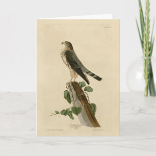 Tarjeta Le Petit Caporal (Merlin) Aves Audubon de América
