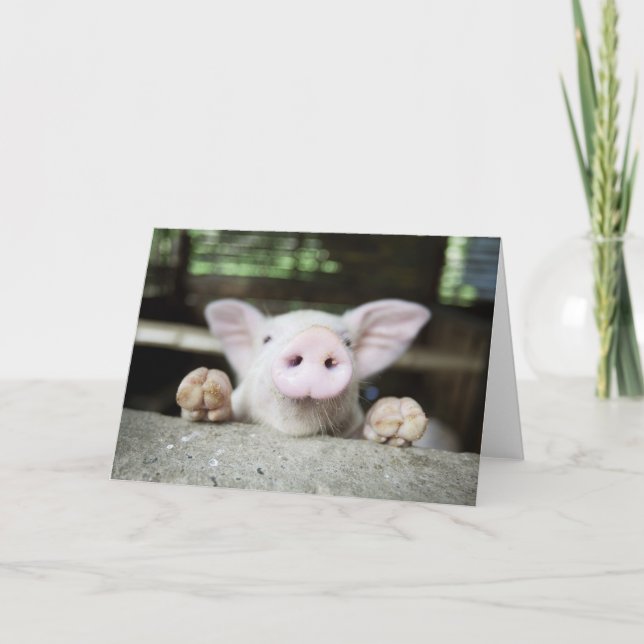 Tarjeta Lechón en pluma, lechón (Anverso)