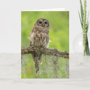 Tarjeta Lechuza Barrada En La Extrema Del Árbol