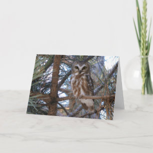 Tarjeta Lechuza blanca de guijarros en el norte