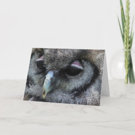 Tarjeta Lechuza Cuta