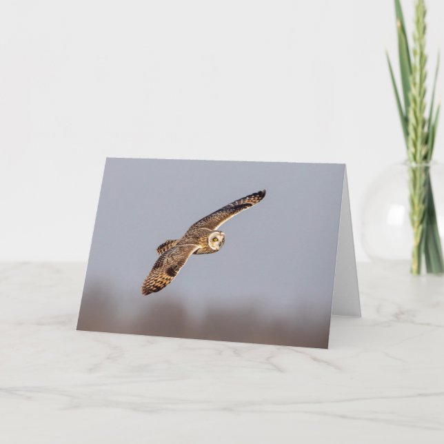 Tarjeta Lechuza de corta duración en las praderas de Shawa (Anverso)