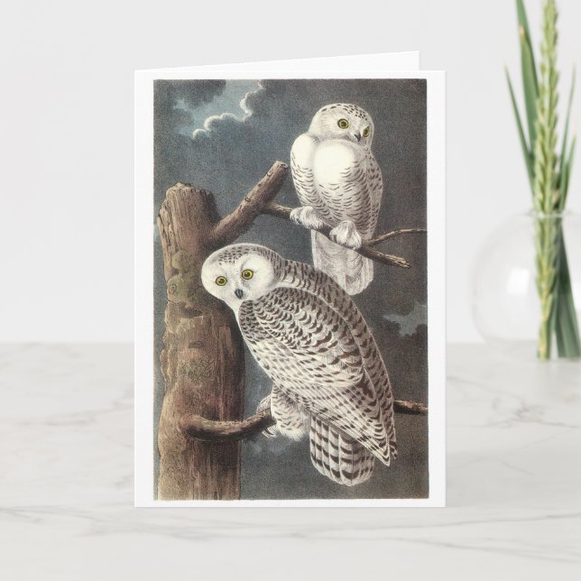 Tarjeta Lechuza de nieve por Audubon (Anverso)