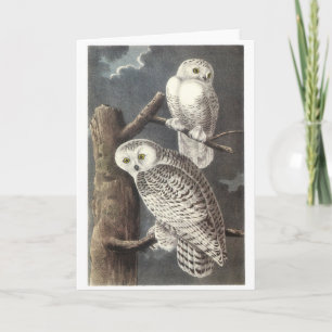 Tarjeta Lechuza de nieve por Audubon