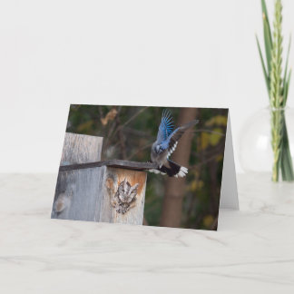 Tarjeta Lechuza de pantalla acosada por un Jay azul