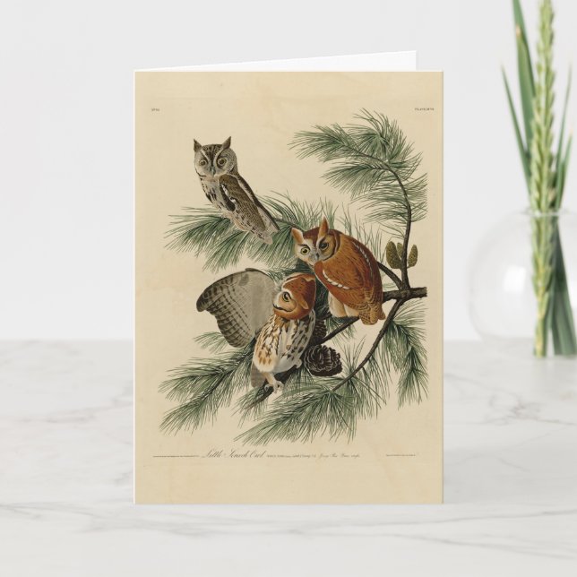 Tarjeta Lechuza de pequeño grito de los pájaros de América (Anverso)