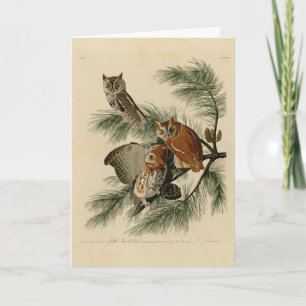 Tarjeta Lechuza de pequeño grito de los pájaros de América