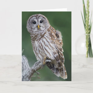 Tarjeta Lechuza roja (Strix varia)
