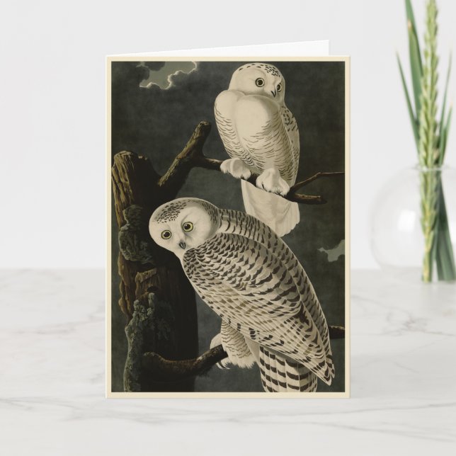 Tarjeta Lechuza Snowy, los pájaros de América de John Jame (Anverso)
