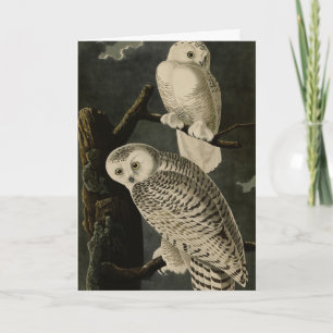Tarjeta Lechuza Snowy, los pájaros de América de John Jame