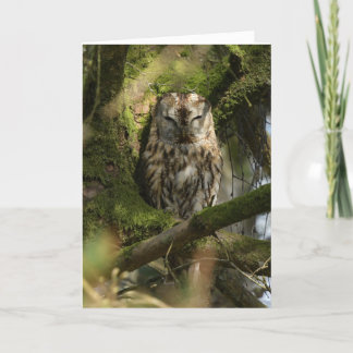 Tarjeta Lechuza Tawny en Woodland