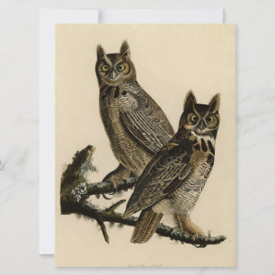Tarjeta Lechuzas de cuerno grande (por John James Audubon)