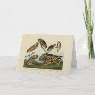 Tarjeta Lechuzas en llamas - de los pájaros estadounidense