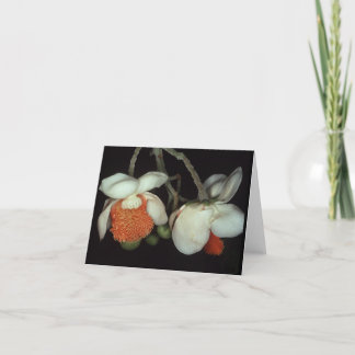 Tarjeta LECITITIDACEAE: Persisten las Lecythis