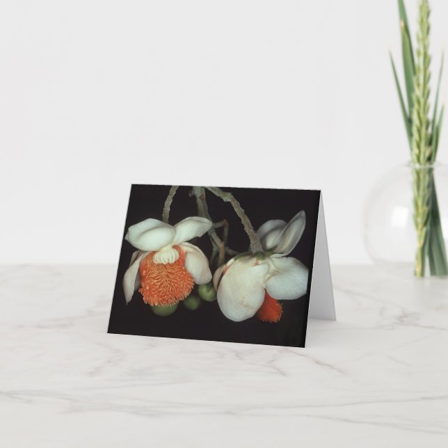 Tarjeta LECITITIDACEAE: Persisten las Lecythis (Anverso)