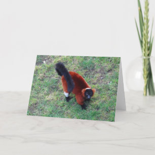 Tarjeta Lemur #1 Ruffed Rojo