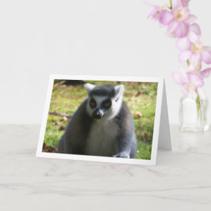 Tarjeta Lemur de cola blanca