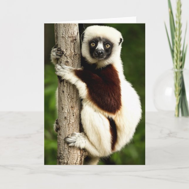 Tarjeta Lémur Sifaka en el bosque de Madagascar (Anverso)