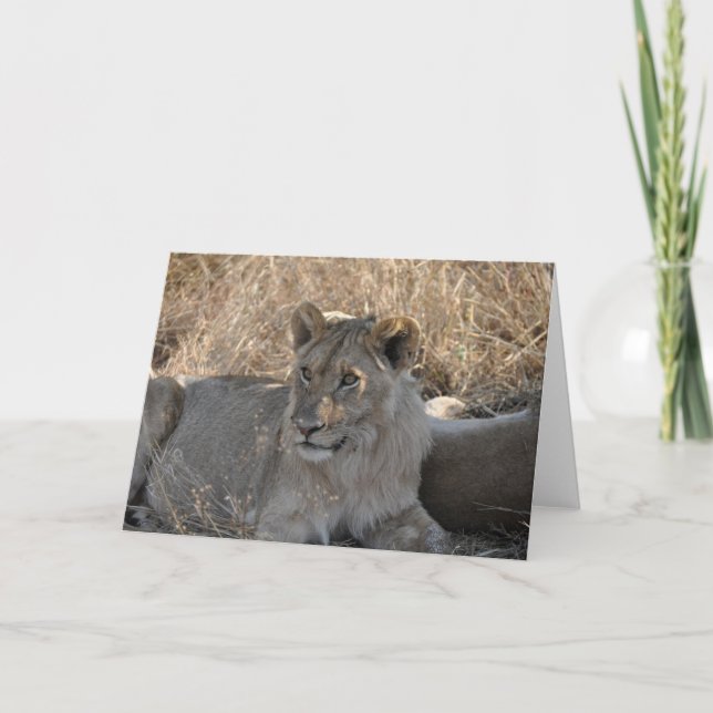 Tarjeta León joven, Tanzania (Anverso)