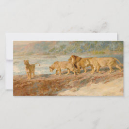 Tarjeta Leones en la ribera de un río africano