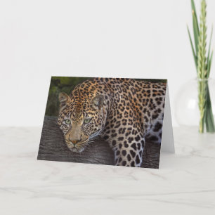 Tarjeta Leopard Lounging