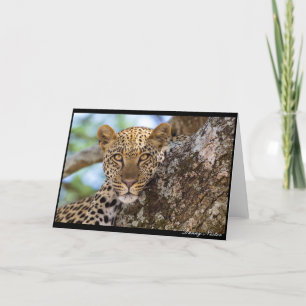Tarjeta Leopard Stare