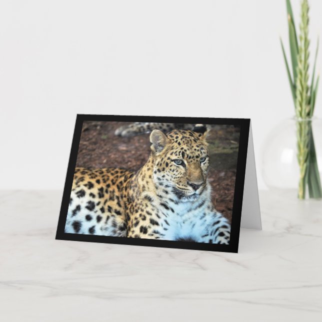Tarjeta Leopardo en Reposo (Anverso)