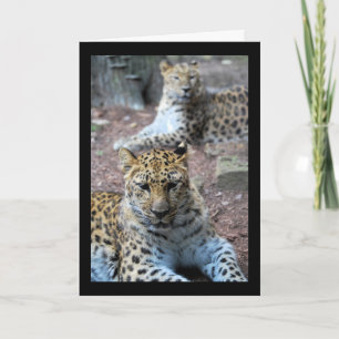Tarjeta Leopardos descansando