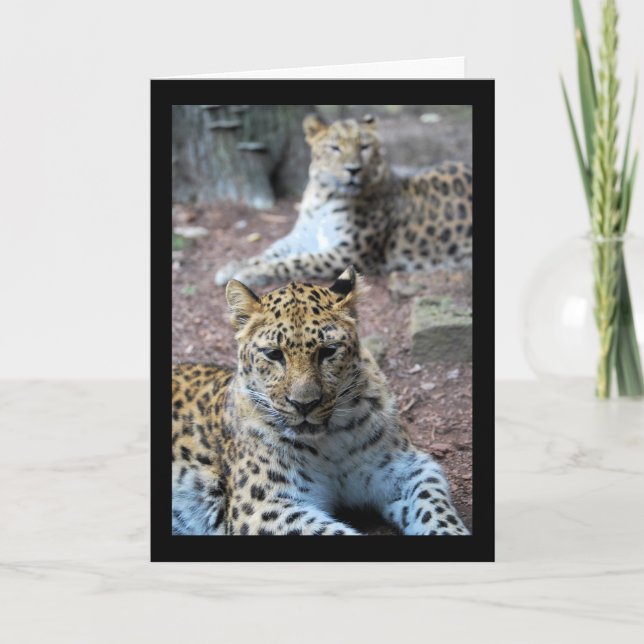 Tarjeta Leopardos descansando (Anverso)