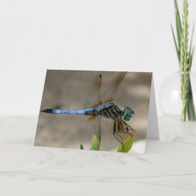 Tarjeta Libélula azul Notecard (Anverso)