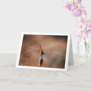 Tarjeta Libélula de alas anaranjadas
