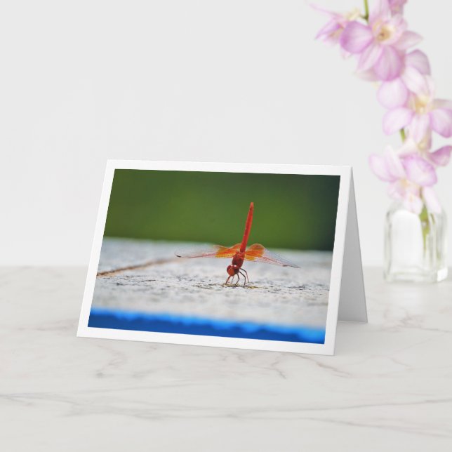 Tarjeta Libélula de alas anaranjadas (Orquídea)