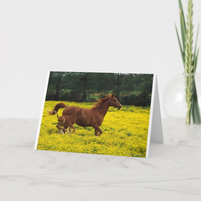 Tarjeta Libre corriente (Anverso)