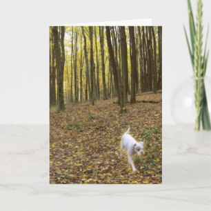 Tarjeta Libre de ejecutar