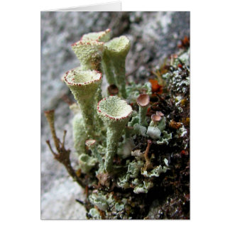 Tarjeta Lichens