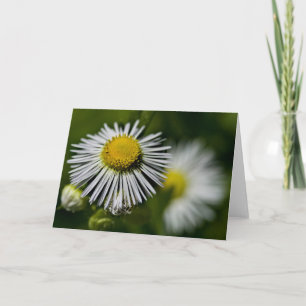 Tarjeta Li'l Daisies
