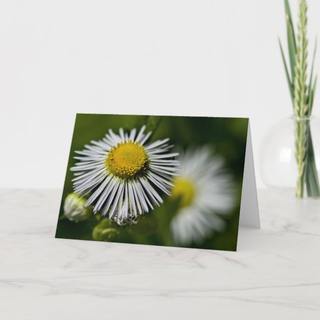 Tarjeta Li'l Daisies (Anverso)
