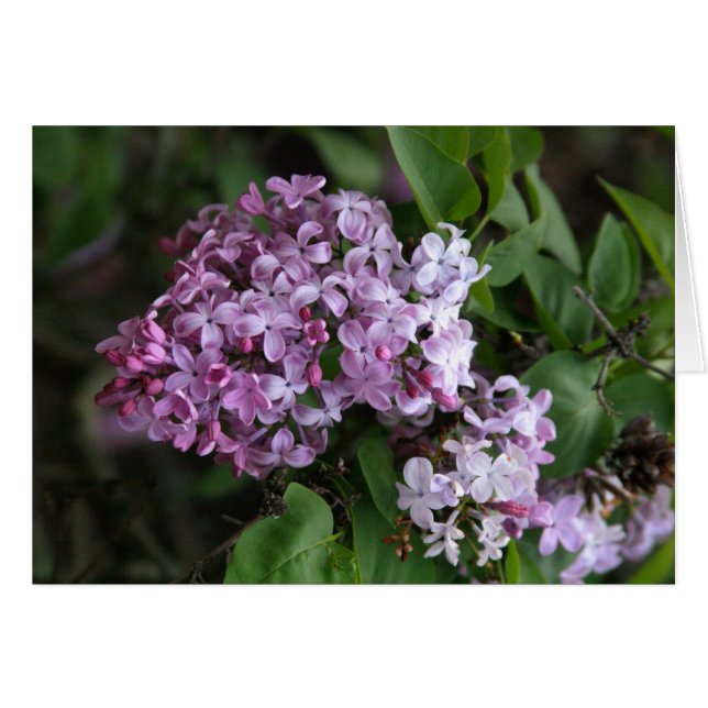 Tarjeta, "LILAC BLOSSOMS" (Anverso (Horizontal))