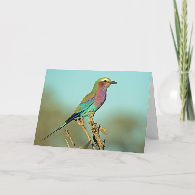 TARJETA LILAC BREASASTED ROLLER (Anverso)