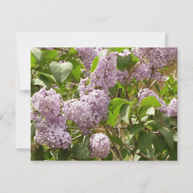 Tarjeta Lilac Bush hermosas flores de primavera morada (Anverso)