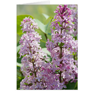 Tarjeta Lilac P5390