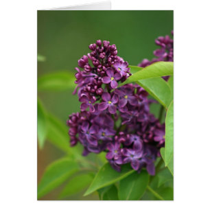 Tarjeta Lilac púrpura