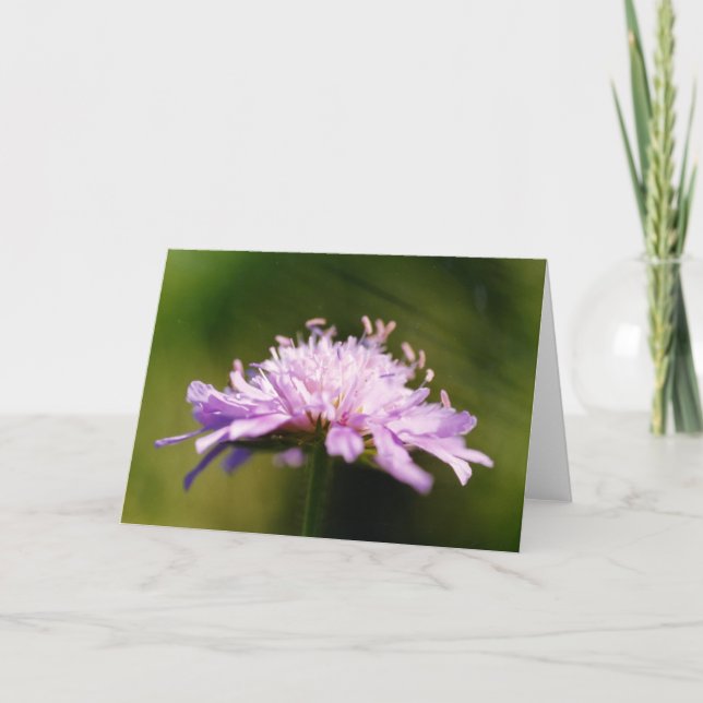 Tarjeta Lilac Scabious (Knautia arvensis) Flor (Anverso)