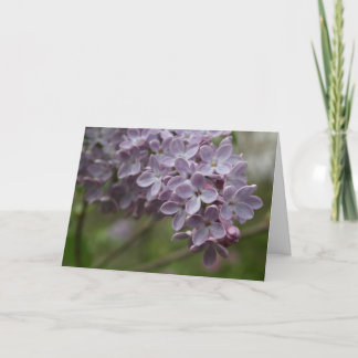 Tarjeta Lilac (Syringa spp.)