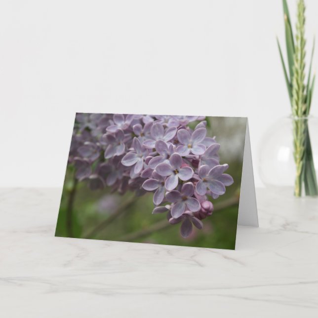Tarjeta Lilac (Syringa spp.) (Anverso)